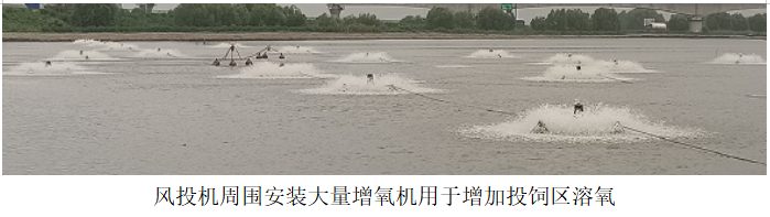 风（fēng）投机周围安装大量增氧机用于增（zēng）加投饲区溶氧.png