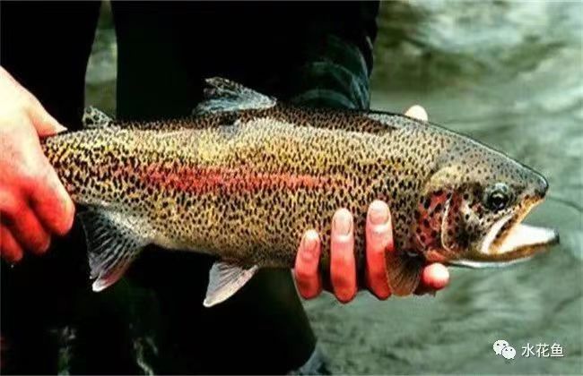 虹鳟鱼.jpg