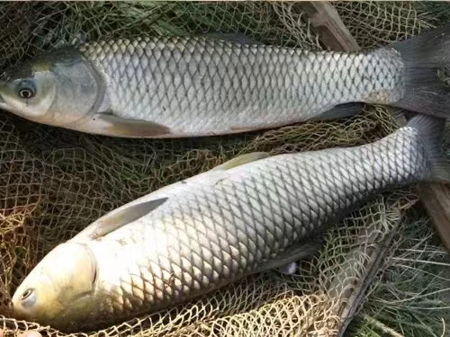 草鱼2.jpg